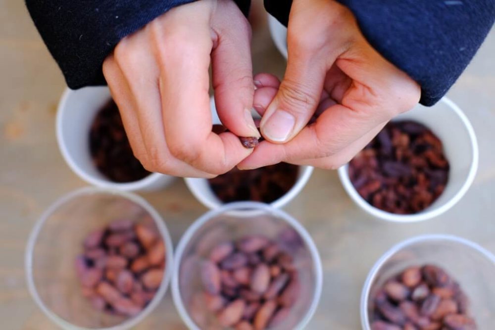 170115_cacaoWS_UNU-105